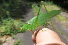 ヤマクダマキモドキ