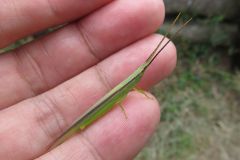 ショウリョウバッタモドキ