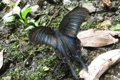 カラスアゲハ
