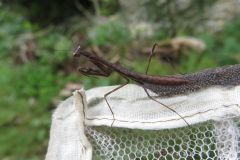 コカマキリの幼虫