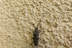 セミスジコブヒゲカミキリ