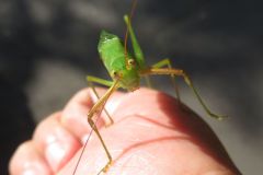 ヤマクダマキモドキ