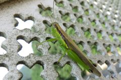 ハネナガイナゴ