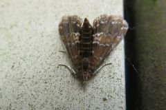 ヒメマダラミズメイガ