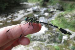 オナガサナエ