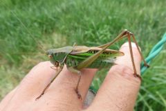 ニシキリギリス
