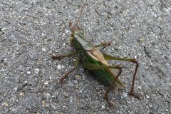 ニシキリギリス