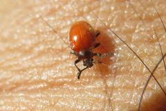 キイロテントウダマシ