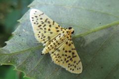 モモノゴマダラノメイガ