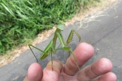 オオカマキリ