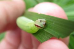 チャバネセセリの幼虫