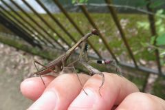 コカマキリ