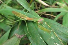 オオカマキリ