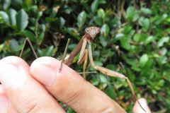 オオカマキリ