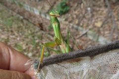 オオカマキリ