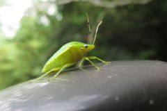 ツヤアオカメムシ