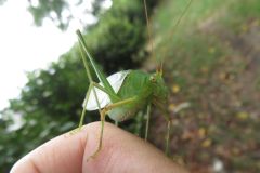 ヤマクダマキモドキ