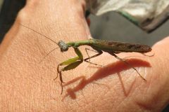 ヒメカマキリ