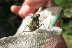 ヒメカマキリ