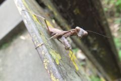 コカマキリ