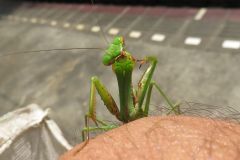 ムネアカハラビロカマキリ