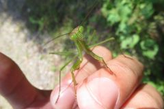 オオカマキリ