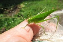 セスジツユムシ