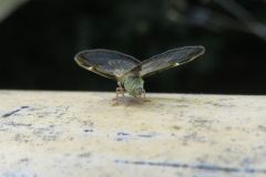 スケバハゴロモ