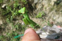 ハラビロカマキリ