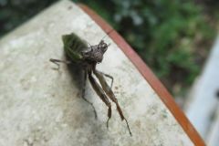 ヒメカマキリ