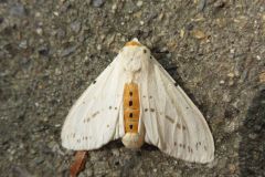 クワゴマダラヒトリ