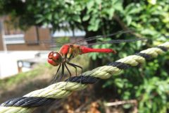ナツアカネ