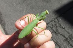 ハラビロカマキリ