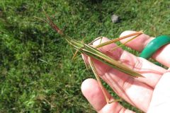 ショウリョウバッタ