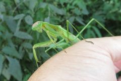 チョウセンカマキリ