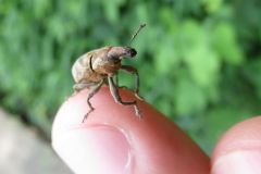 ハスジカツオゾウムシ
