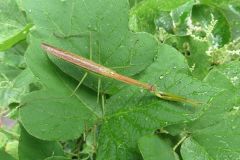 チョウセンカマキリ