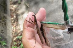 コカマキリ