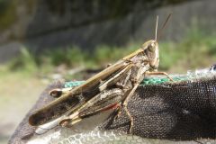 マダラバッタ