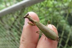 ヒメカマキリ