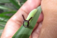 クロコノマチョウの幼虫