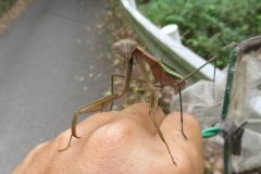 オオカマキリ