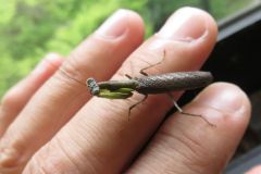 ヒメカマキリ
