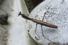 コカマキリ