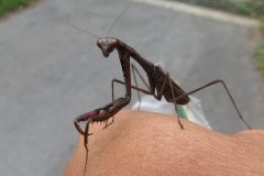 コカマキリ