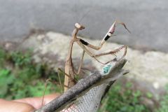 コカマキリ