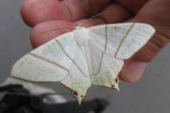 ウスキツバメエダシャク