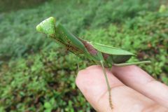 ムネアカハラビロカマキリ