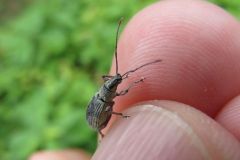 オオクチブトゾウムシ