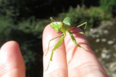 ハラビロカマキリ
